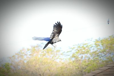 Low angle view of birds flying in sky