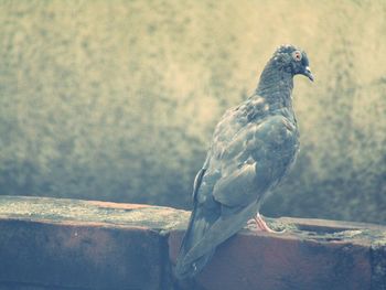 Close-up of bird perching on wall