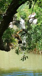 Reflection of trees in water