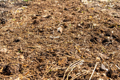 High angle view of dried plant on field