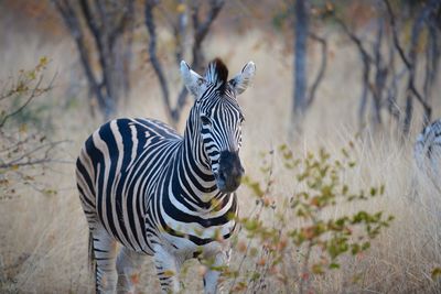 Zebra standing in a field