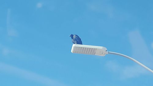 Low angle view of bird against clear blue sky