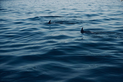 Bird swimming in sea