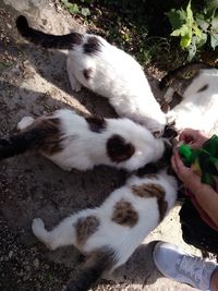 High angle view of cat relaxing on hand