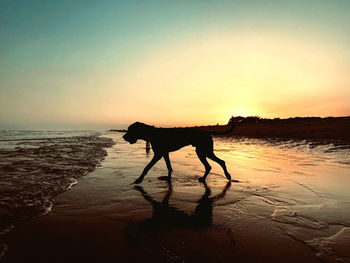 Silhouette dog running on beach against sky during sunset