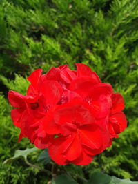 Close-up of red rose flower on field