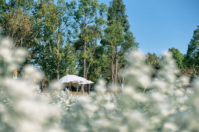 Panoramic shot of trees and buildings against sky