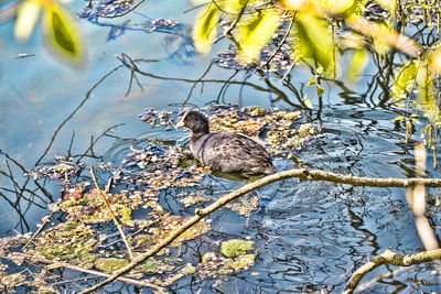 Close up of bird in water