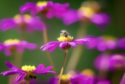 Close-up of bee on pink flower