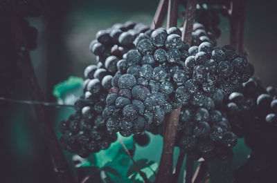 Close-up of wet grapes