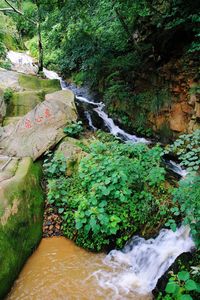 Scenic view of river flowing amidst trees in forest