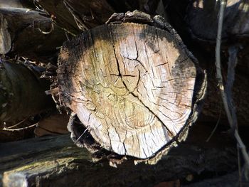 Close-up of tree stump in forest