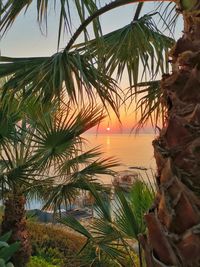 Palm trees by sea against sky at sunset