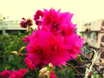 Close-up of pink flower blooming