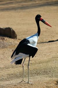 View of a bird