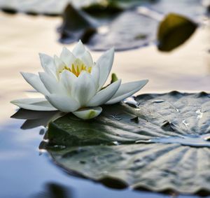 Close-up of water lily