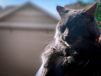 Close-up of cat looking away