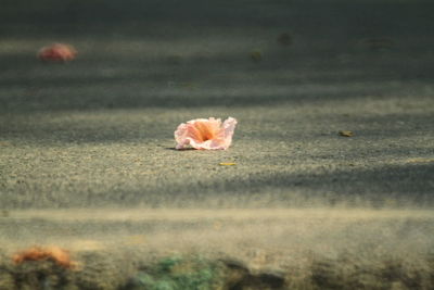 View of white flower on road