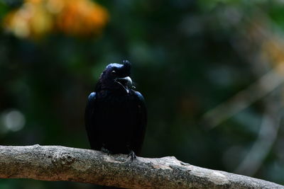 Low angle view of bird perching on branch