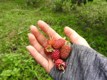 Close-up of hand holding strawberries