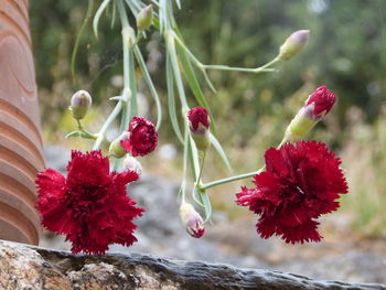 Close-up of flowers