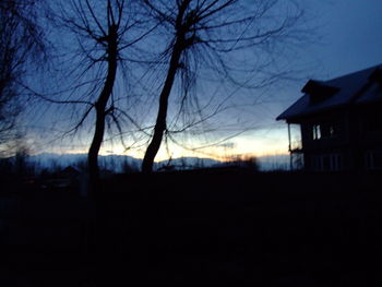 Silhouette of tree at sunset