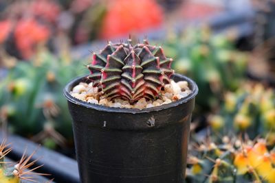 Close-up of potted plant on field