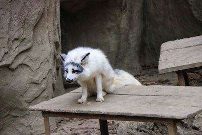 White cat sitting on bench