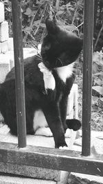 Cat sitting outdoors