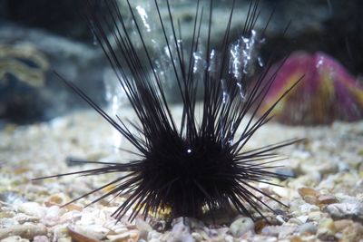 Close-up of caterpillar in sea