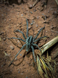 High angle view of spider on field