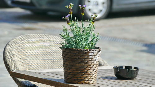 Close-up of potted plant on table