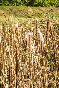 plant