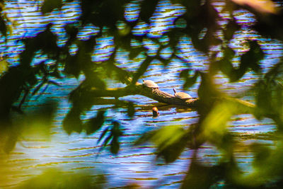 Ducks swimming in water
