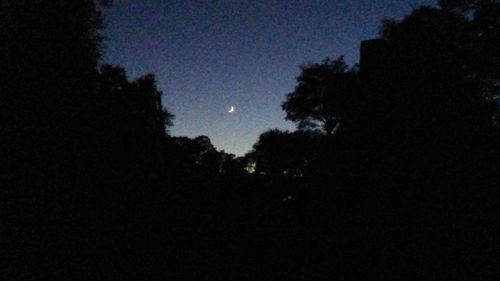 Low angle view of silhouette trees against sky at night