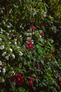 Close-up of red flowering plants
