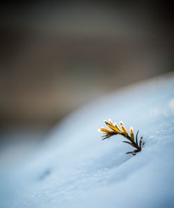 Close-up of leaf in snow during winter