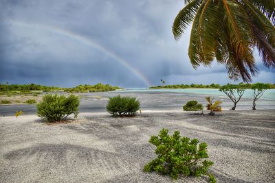 Scenic view of palm trees on beach against rainbow