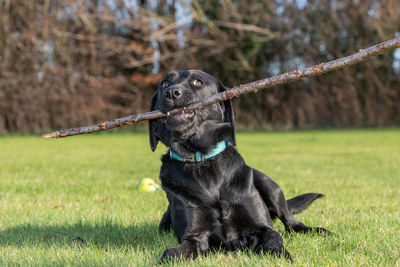 Close-up of a dog on field