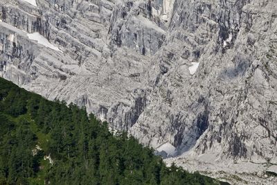 Panoramic view of pine trees in forest