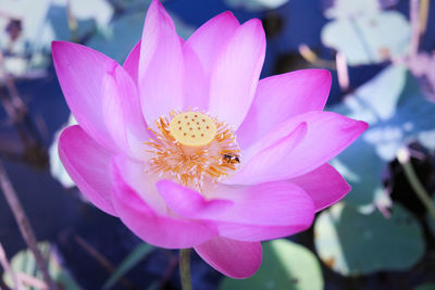 Close-up of pink lotus blooming outdoors