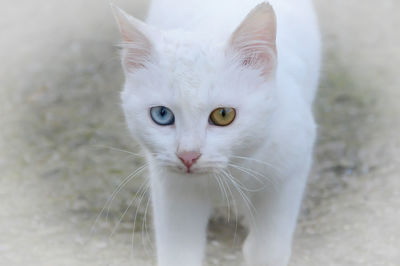 Close-up portrait of white cat