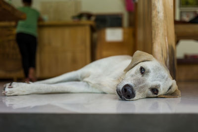 Close-up of a dog resting at home