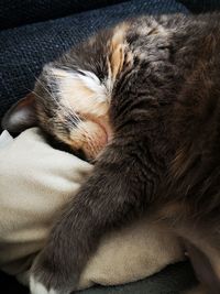 Close-up of cat sleeping on bed