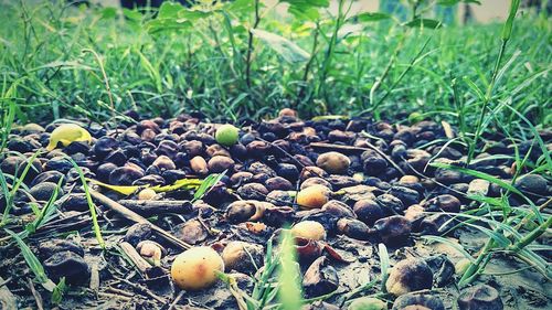 Close-up of mushroom growing on field