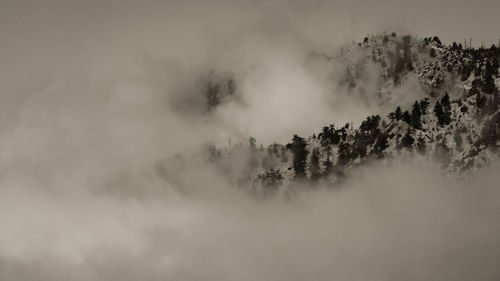 Trees in forest against sky