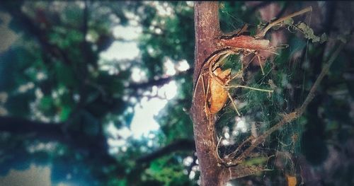 Close-up of lizard on tree trunk in forest