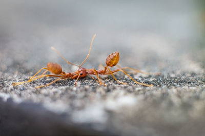 Close-up of ant on ground