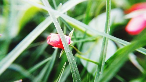 Close-up of red flower