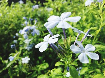 Close-up of white flowers